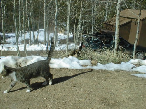 catsindrive