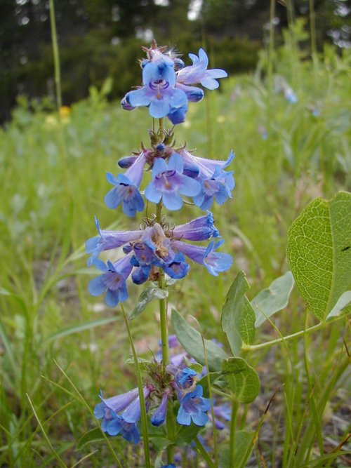 P6250019