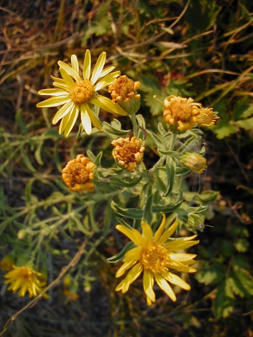 P7250029