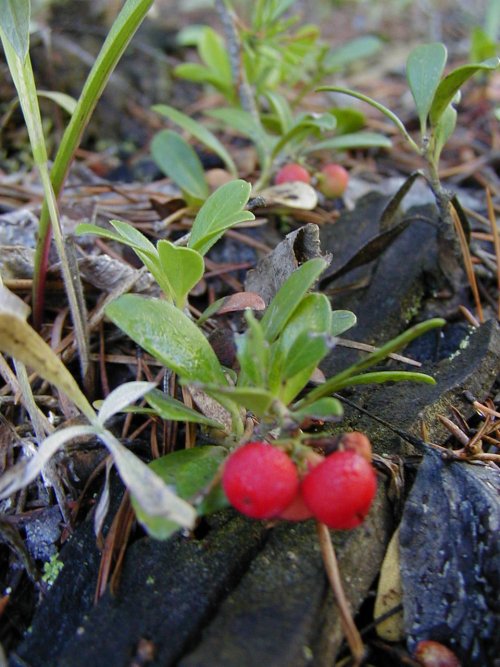 P9010012