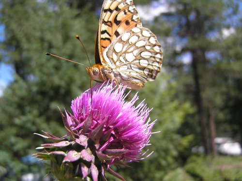 OLYMPUS DIGITAL CAMERA