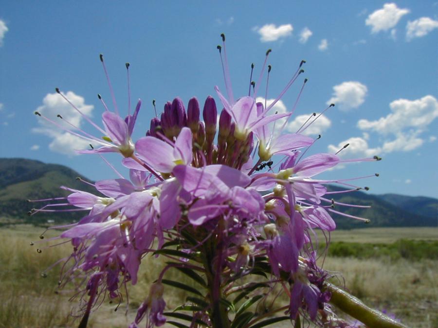 San Luis Valley Summer 2007