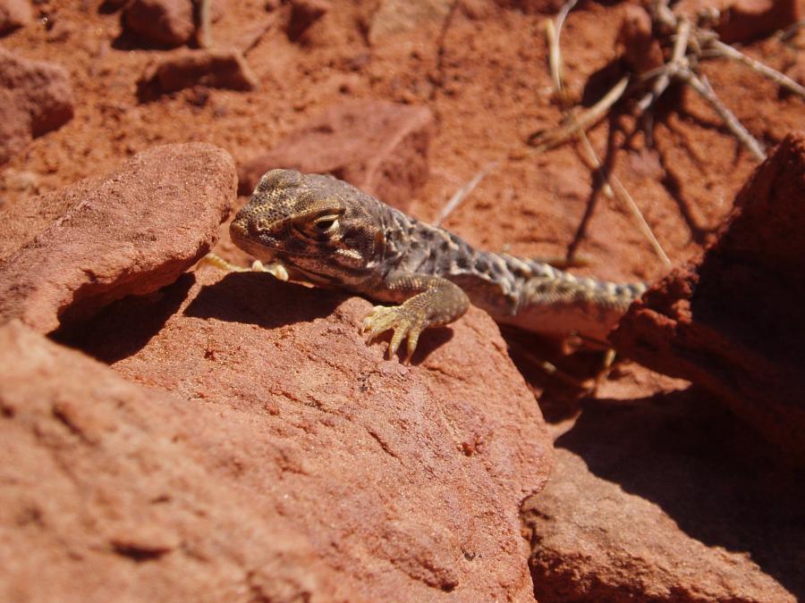 San Rafael Desert Fall 2007