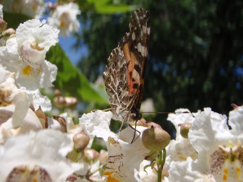 OLYMPUS DIGITAL CAMERA