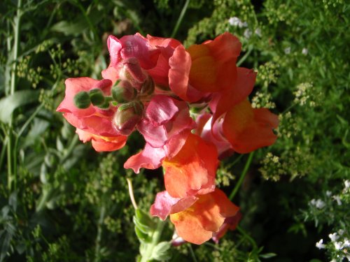 OLYMPUS DIGITAL CAMERA