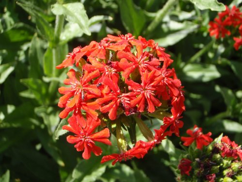 OLYMPUS DIGITAL CAMERA