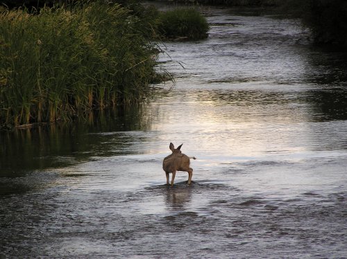 OLYMPUS DIGITAL CAMERA