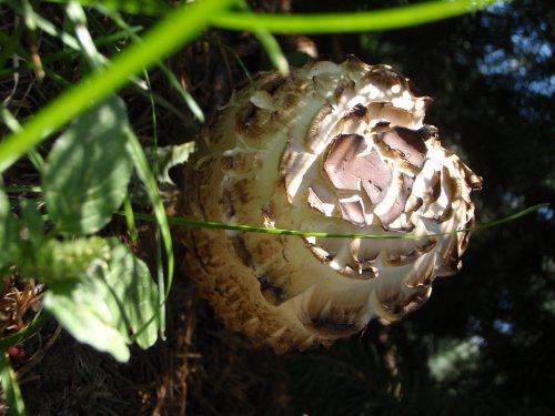 OLYMPUS DIGITAL CAMERA