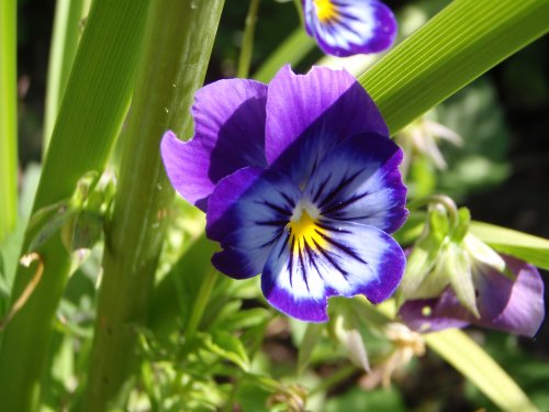 OLYMPUS DIGITAL CAMERA