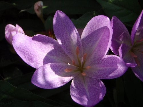 OLYMPUS DIGITAL CAMERA