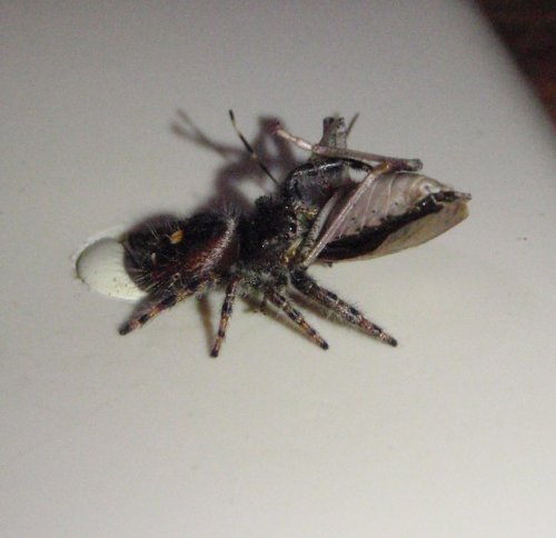 Spider eating a stink bug