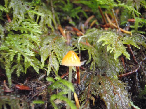 OLYMPUS DIGITAL CAMERA