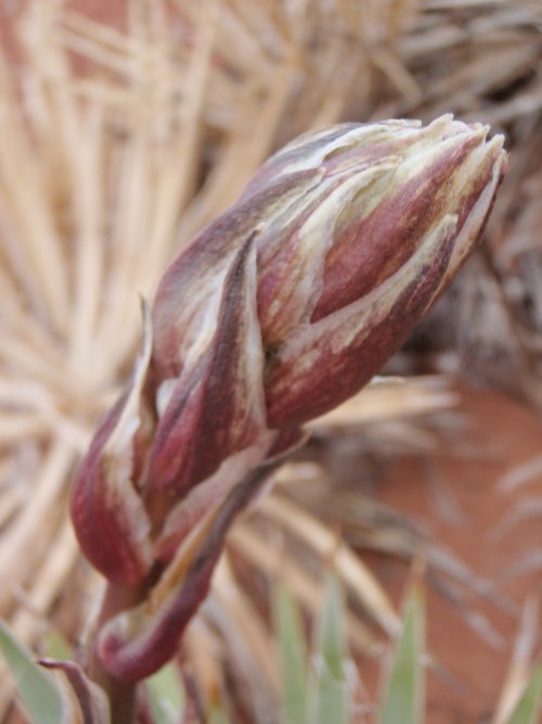 P4270131