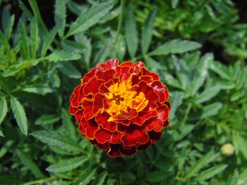 Marigold