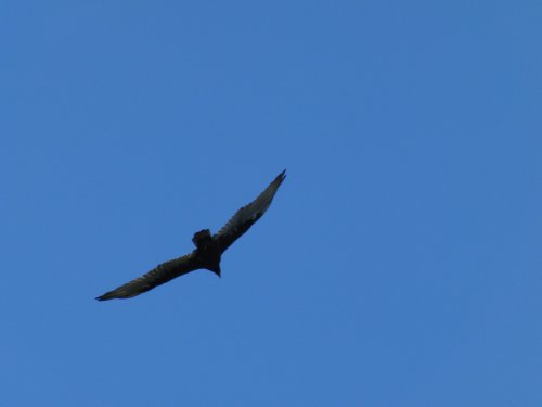 Buzzard