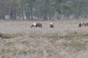Chincoteague Island