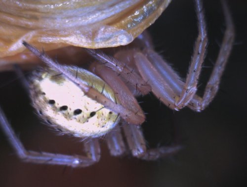 va_page_county_spider