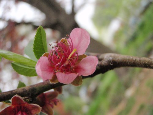 OLYMPUS DIGITAL CAMERA