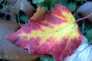 November