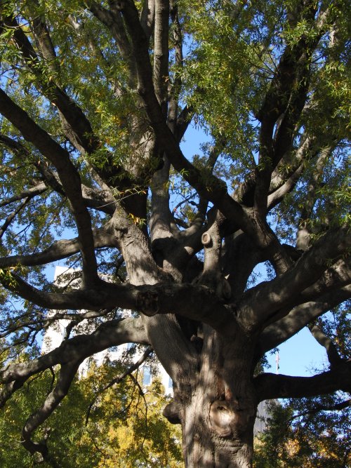 Lafayette Square Park foliage